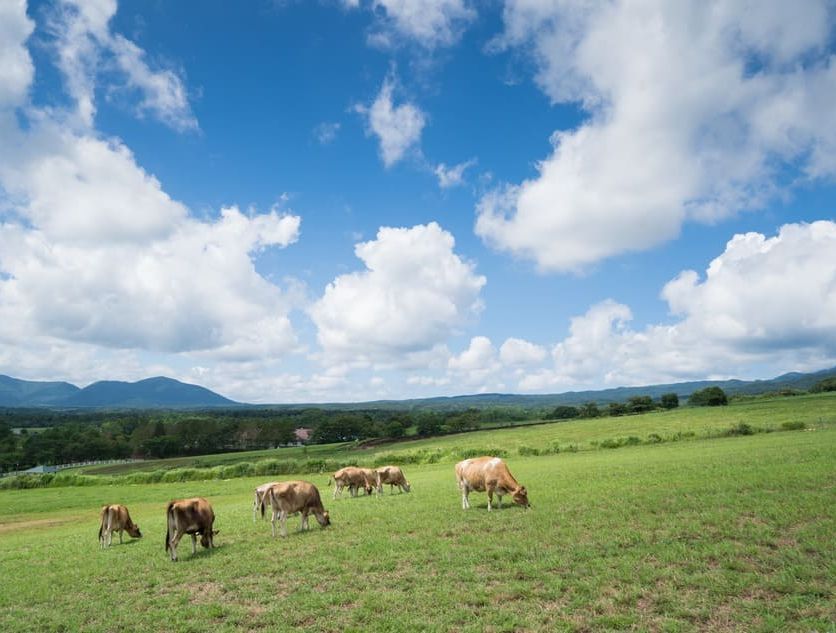 vacas en un prado verde